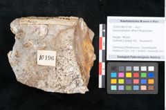Foto (Objekt + Etikett) von Apocynophyllum affine Ettingshausen (NHMW-GEO-2024-0188-10196)